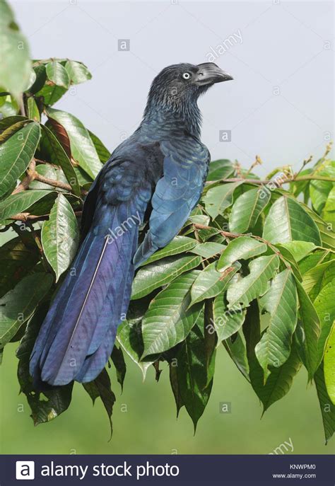 A Greater Ani Crotophaga Major Yasuni National Park Amazon Ecuador