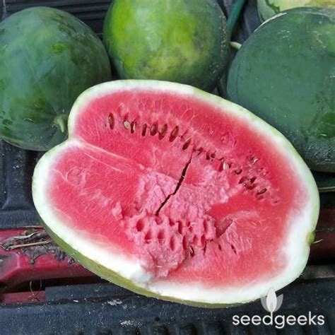 Sugar Baby Heirloom Watermelon Seeds Sweet Summer Fruit - Etsy