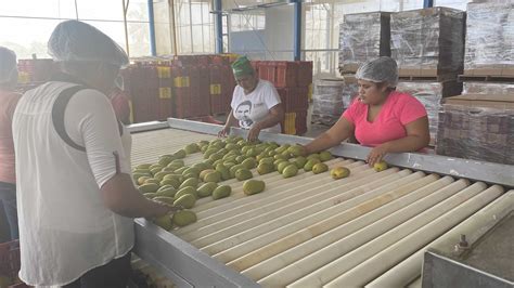 Inauguran Agricultura Y Gobierno De Oaxaca Planta Procesadora De Mango