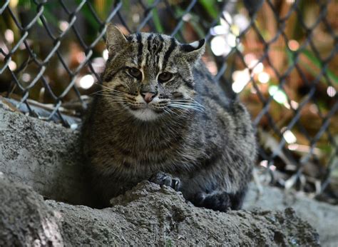 Frank B Baiamonte Fishing Cats San Diego Zoo