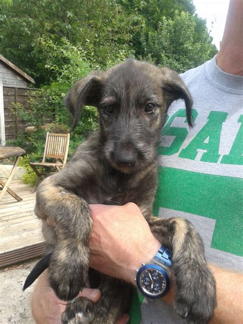 Irish Wolfhound Info, Temperament, Puppies, Pictures, Lifespan