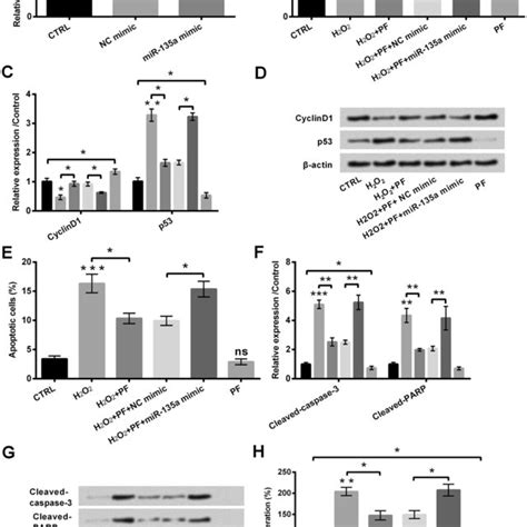 H2o2 Treatment Induced Ht 22 Cells Oxidative Injury A H2o2 Treatment