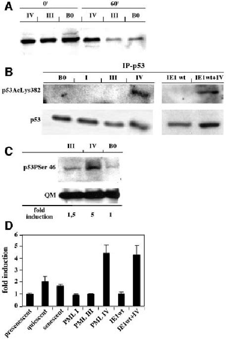 Pml Iv Stabilizes And Activates P53 A Wi38 Normal Human Download