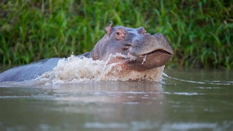 Hippo descended from Pablo Escobar's herd dies after being hit by a car | World News | Sky News