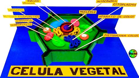 CÓMO HACER UNA MAQUETA DEL CELULA VEGETAL PASO A PASO YouTube