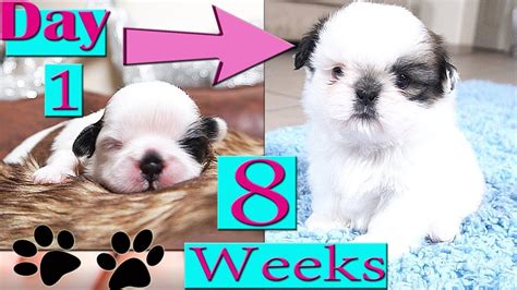 When Shih Tzu Stop Growing - Shih Tzu Dog