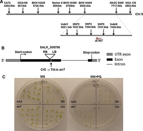 Nuclear Localization Of Atr Gfp Signal Is Detected In Nuclei Of Cells