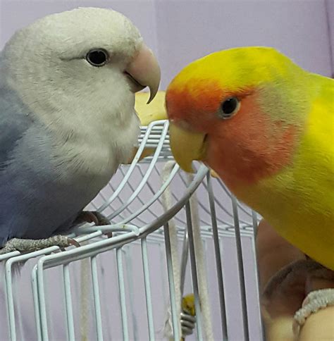 Lovebird Courtship And Mating Breeding Nesting Behavior And More