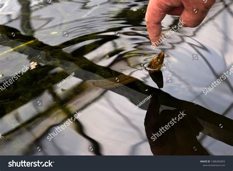 This Pic Show Head Swamp Eel Stock Photo 1388385893 | Shutterstock