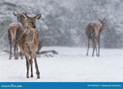 Paisagem Dos Animais Selvagens Do Inverno O Rebanho Pequeno Do