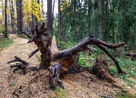 L Rchenwurzeln Wissenswertes Zum Wurzelsystem