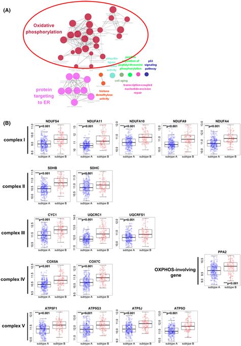 Mediator Complex Subunit Med May Have A Role In Acetylating