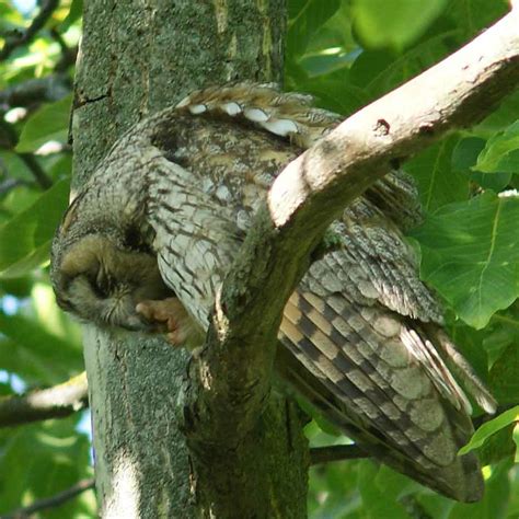 Pedik Re Ist Wichtig Ngidn Naturgucker De Enjoynature