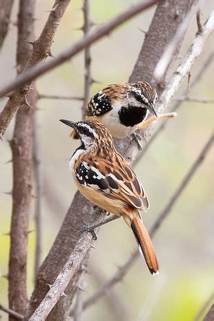 tem farinha aí Myrmorchilus strigilatus WikiAves A Enciclopédia