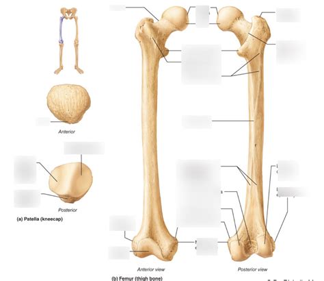 Femur And Patella Diagram Quizlet