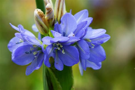 Types Of Purple Wildflowers Found In The United States Mich