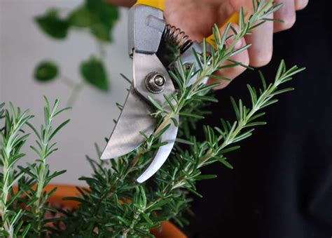 How And When To Prune Rosemary For Tall Bushy Plants Ispuzzle