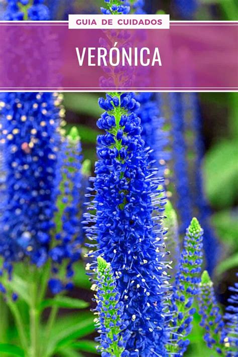 veronica cuidados cultivo  multiplicacion hebe speciosa