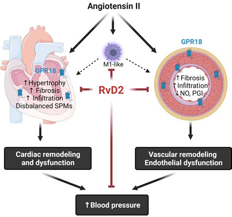 Resolvin D Attenuates Cardiovascular Damage In Angiotensin Ii Induced