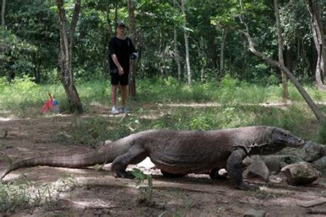 Tiket Masuk Pulau Komodo Rp3 75 Juta Dibatalkan