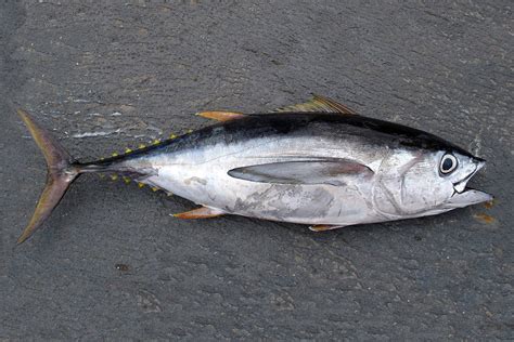 Pacific Bigeye Tuna NOAA Fisheries