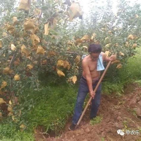 为什么要给果树秋施基肥 土壤