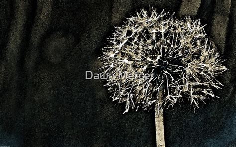 "Dandelion Art" by MissDawnM | Redbubble