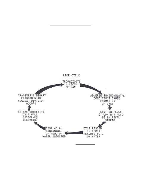 Balantidium Coli Life Cycle