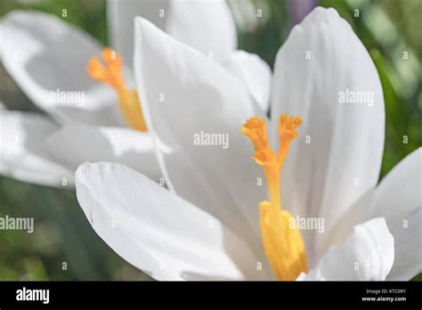 Closeup view of white crocus flower Stock Photo - Alamy