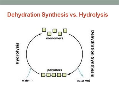 DEHYDRATION SYNTHESIS VS HYDROLYSIS Diagram | Quizlet