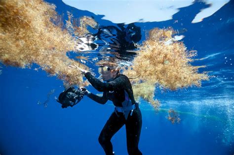 Sylvia Earle Why The Sargasso Sea Is A Living Laboratory For Change