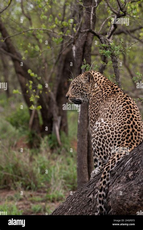 Male African Leopard In The Bush In Sabi Sands Game Reserve South