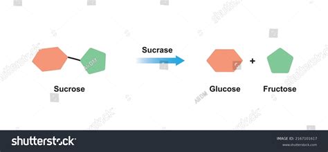 Sucrase Enzyme Effect On Sucrose Sugar Stock Vector (Royalty Free) 2167101617 | Shutterstock