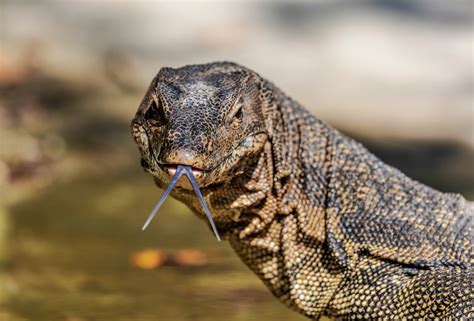 Head On With An Asian Water Monitor Lizard