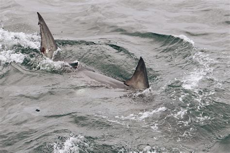 Great White Shark Sighting Off Cape Cod Is The First Of The Season