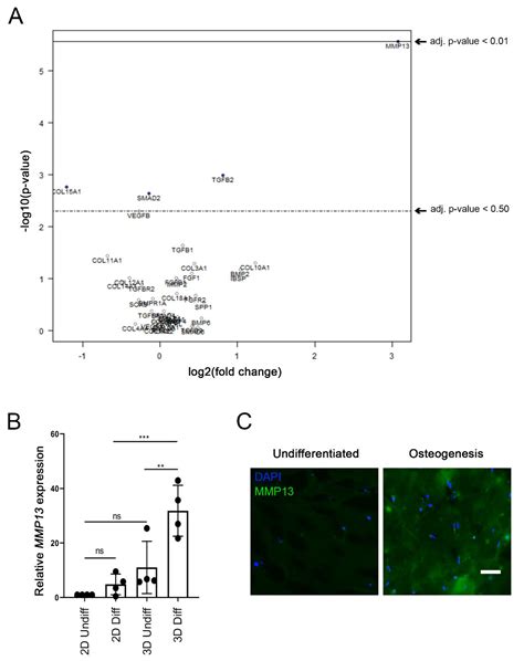 Three Dimensional Osteogenic Differentiation Of Bone Marrow Mesenchymal