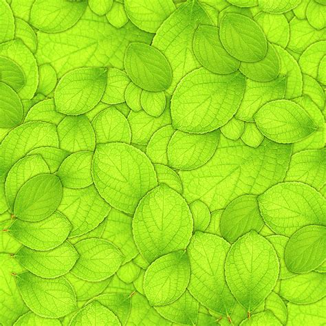 Green Leaves Wallpaper - WallpaperSafari