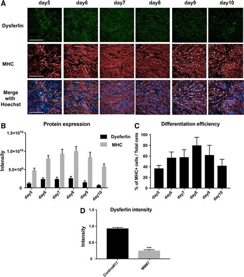 Protein Expression In Myocytes Differentiated From Miyoshi Myopathy