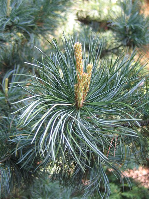 Pinus Sylvestris Glauca Nana Pépinière Cramer Inc