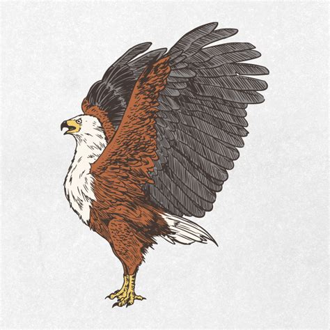 African Fish Eagle Drawing Ai Illustrator File Us500 Each Ai