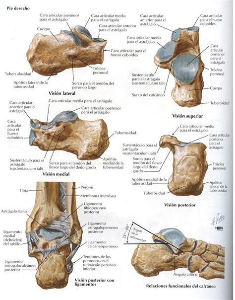 Asoterci Casc Miembro Inferior Anatom A Del Esqueleto Anatomia