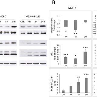 Cell Cycle Perturbation In MCF 7 And MDA MB 231 Cells Treated With