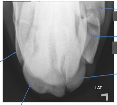 EQUINE Carpus Skyline Of Distal Row Diagram Quizlet