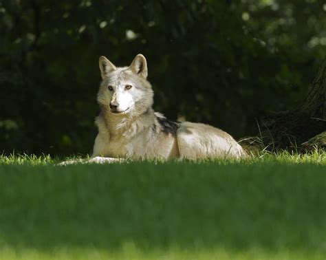 Grey Wolf At Longleat Grey Wolf Relaxing In The Sun At Lon Flickr