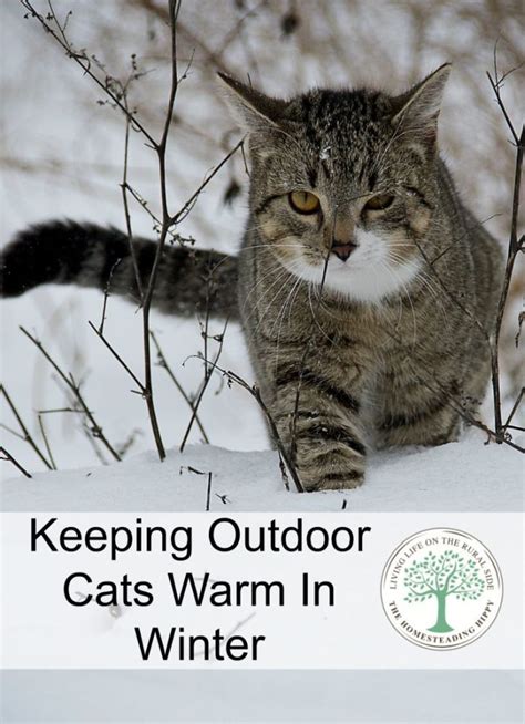 How To Keep Outside Cats Warm In The Winter Artofit