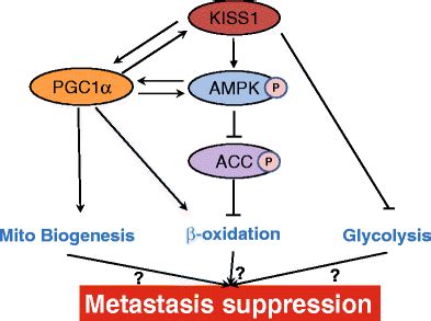 A Proposed Simplified Model Depicting How Kiss Suppresses Metastasis