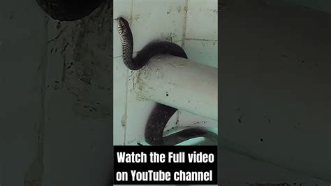 Rat Snake Rescue 💥🐍😮🫡ratsnake Ratsnakerescue Rescuevideos