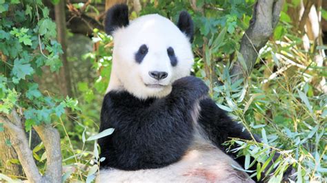 Panda Fact Sheet | Blog | Nature | PBS