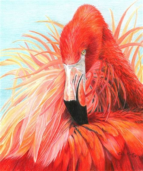 Red Flamingo Colored Pencil Drawing By ©carla Kurt Via