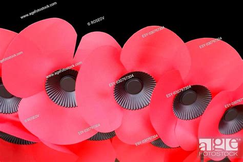 The memorial day, Poppy Day, or Armistice Day poppies, Stock Photo, Picture And Low Budget ...